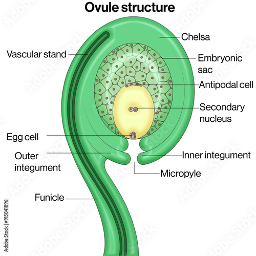 Detailed Structure of Plant Ovule: Vector Illustration of Ovule Anatomy for Botanical Studies and Plant Reproduction on White Background