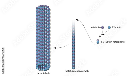 Detailed Structure of Microtubule Assembly: Vector Illustration for Cell Biology and Cytoskeletal Research on White Background