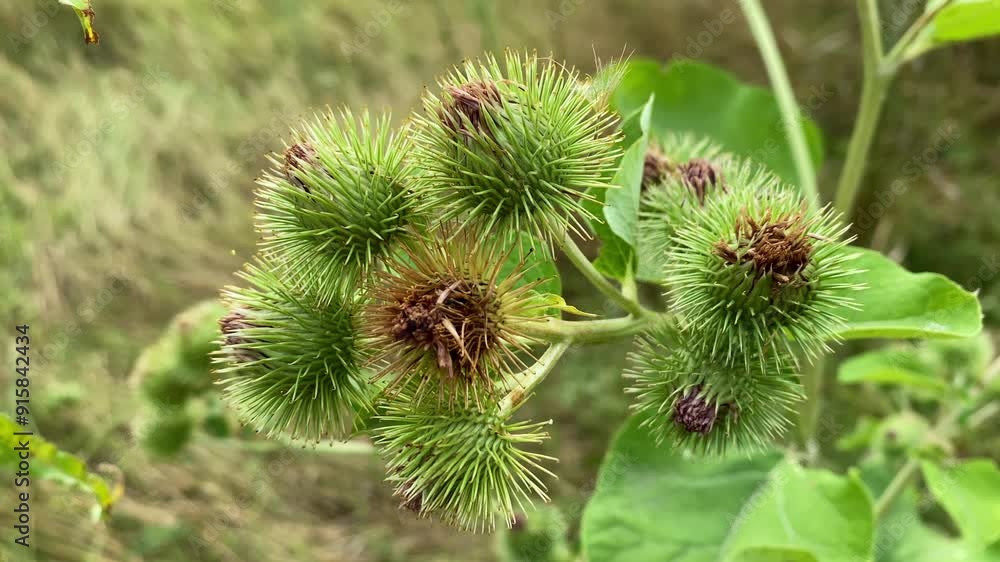 A burdock plant in pink blooms - Medicinal plant concept A burdock plant in pink blooms - Medicinal plant concept