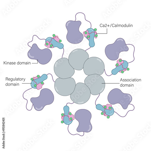 Detailed CaM Kinase Complex Structure in Activated Mode: High-Resolution Vector Illustration for Biochemistry, Molecular Biology, and Signal Transduction on White Background