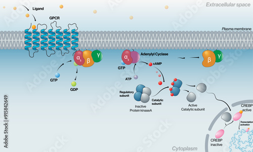 Detailed G Protein Signaling Mechanism with G Alpha S in the Plasma Membrane: Comprehensive Vector Illustration for Cell Biology and Biochemistry