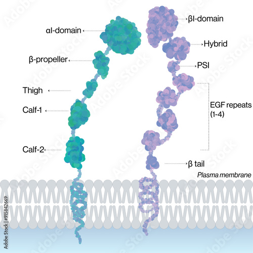 Detailed Structure of Integrin Protein in the Plasma Membrane, Vector Illustration for Cellular Biology and Biochemistry on White Background