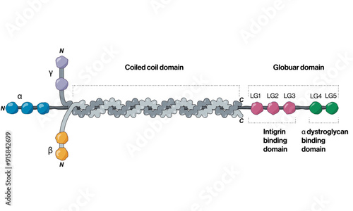 Detailed Structure of Laminin Protein with Different Domains and Labels: Vector Illustration for Molecular Biology and Biochemistry on White Background