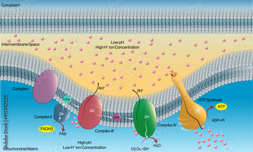 Detailed Pathway of Electron Transport Chain Through FADH2: Vector Illustration for Mitochondrial Respiration and Cellular Metabolism on White Background