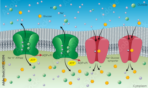 Mechanism of Secondary Active Transport: Na+ K+ ATPase and Na+ Glucose Symporter Detailed Vector Illustration for Cellular Transport and Biochemistry on White Background