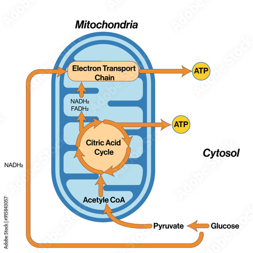 Mechanism of Energy Production in Mitochondria, Detailed Vector Illustration of Glycolysis, Citric Acid Cycle, and Electron Transport Chain on White Background for Scientific Research