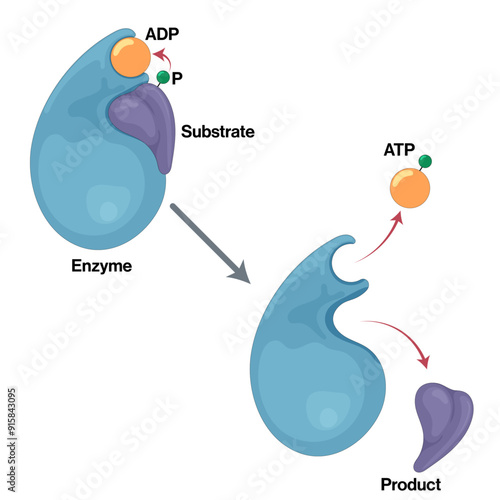 Mechanism of Substrate Level Phosphorylation, Detailed Vector Illustration Explaining Enzyme Kinetics and Biochemistry for Scientific Research and Education on White Background