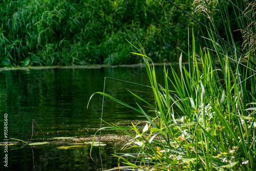 Beautiful landscape, summer, nature, river