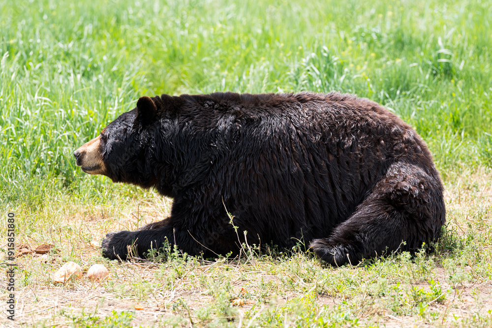 Adult Black Bear resting in the grass in Bear Country USA in Rapid City, South Dakota Adult Black Bear resting in the grass in Bear Country USA in Rapid City, South Dakota