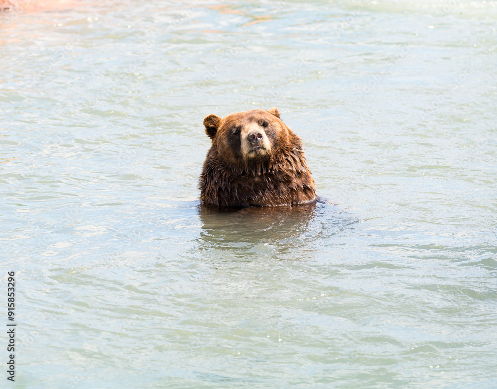 Large Brown Bear Swimming in the Water at Bear Country USA Large Brown Bear Swimming in the Water at Bear Country USA