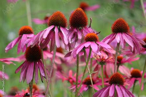 Flowers of purple coneflower (Echinacea purpurea) in garden photo