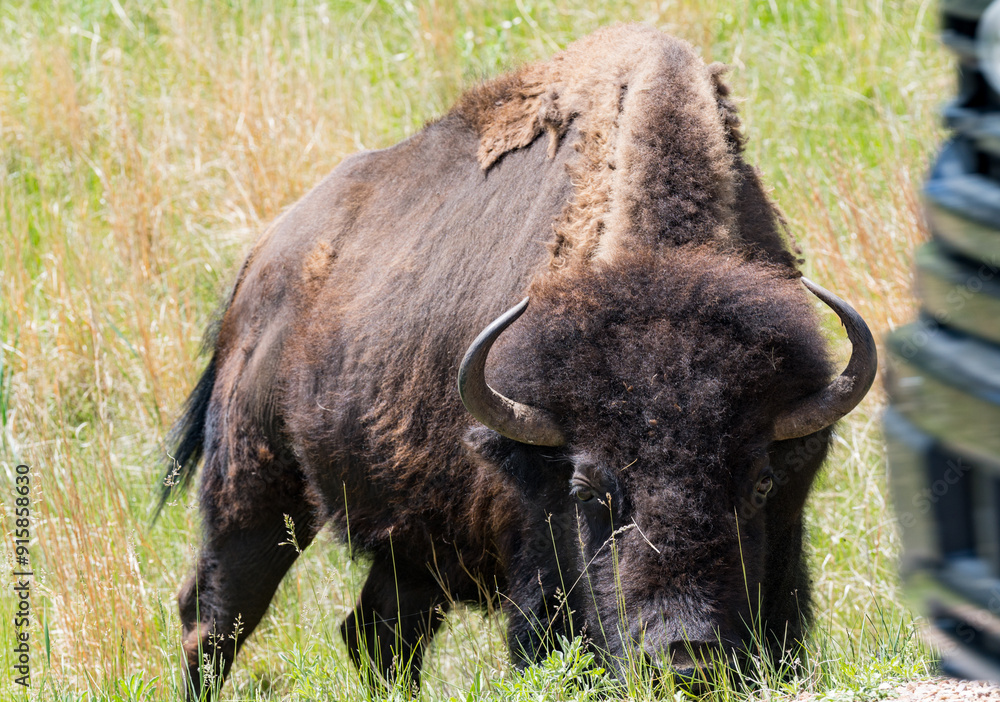 Custer State Park Bison looking at traffic Custer State Park Bison looking at traffic