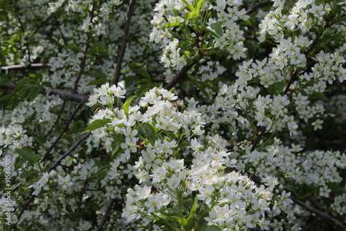 flowers in the forest