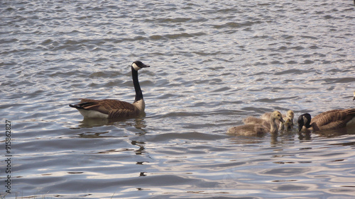 Canadian Geese on Sylvan Lake in Custer State Park, Black Hills South Dakota