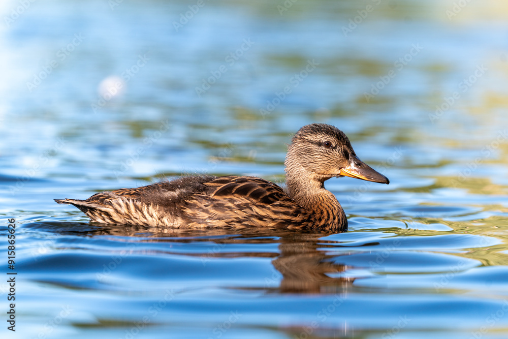 ducks swimming in the pond in Oslo city center in norway in summer