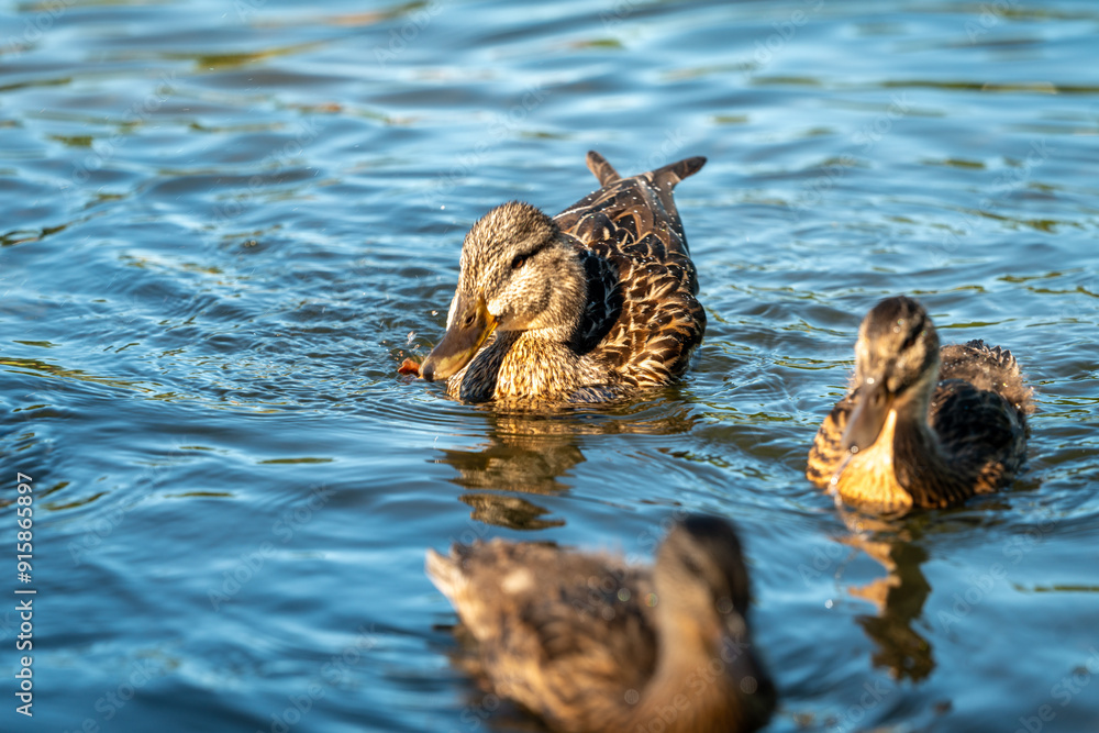 ducks swimming in the pond in Oslo city center in norway in summer ducks swimming in the pond in Oslo city center in norway in summer