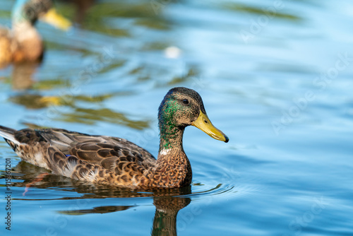 ducks in the pond in Oslo Norway in summer asking for food