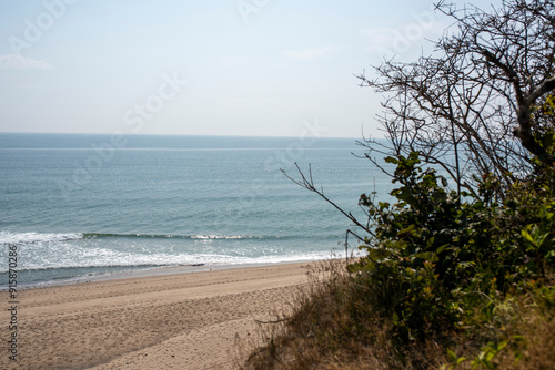 shrubs and ocean on cape cod