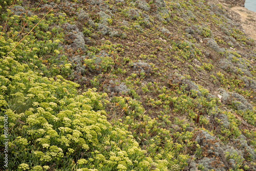 A hillside covered in a var...