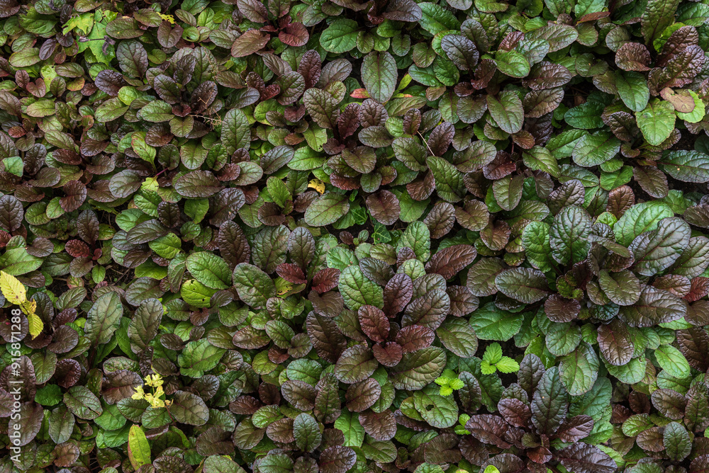 Maroon and green foliage of ajuga reptans. Maroon and green foliage of ajuga reptans.