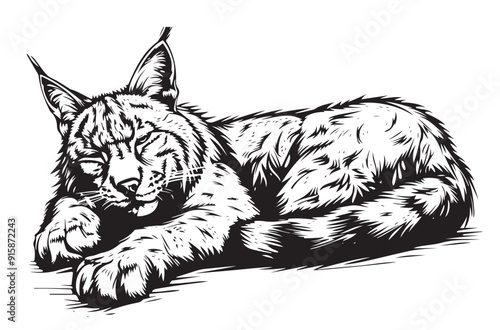 Lynx sleeping . Sketch, drawn, graphic portrait of a lynx on a white background