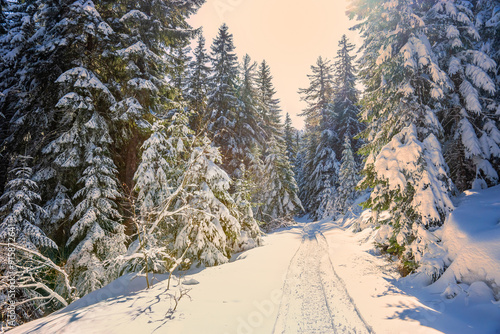 Snow covered road in the coniferous forest in sunny winter morning after snowfall. Bulgarian mountains, Pirin national park near Bansko.