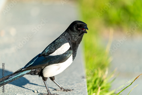 Photography crow bird in Oslo Ekebergen Park asking for food
