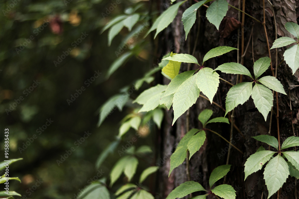 Pine trunk covered with a vine with five-leaf grapes. A tree covered with wild grapes. Green leaves of wild grapes against a background of pine bark close-up. Natural background, forest Pine trunk covered with a vine with five-leaf grapes. A tree covered with wild grapes. Green leaves of wild grapes against a background of pine bark close-up. Natural background, forest