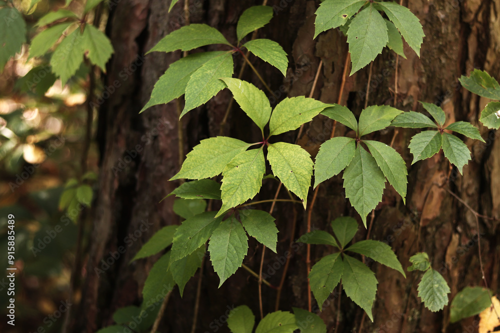 Pine trunk covered with a vine with five-leaf grapes. A tree covered with wild grapes. Green leaves of wild grapes against a background of pine bark close-up. Natural background, forest