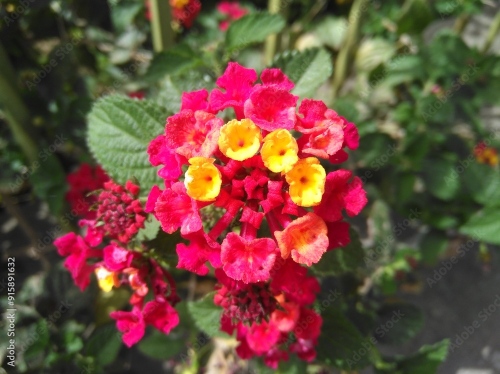 The beautiful Lantana camara flower in garden
The beautiful Lantana camara flower in garden