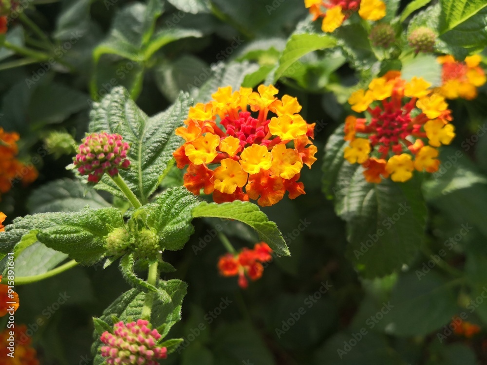 The beautiful Lantana camara flower in garden
The beautiful Lantana camara flower in garden