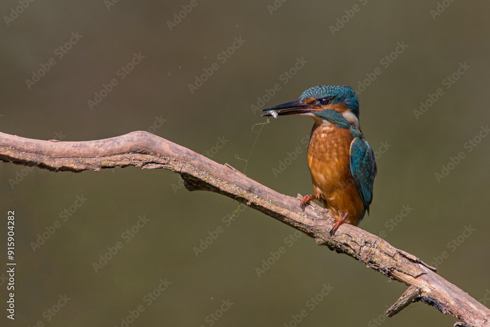 Fototapeta premium Common European Kingfisher (Alcedo atthis) perched on a stick above the river and hunting for fish. This sparrow-sized bird has the typical short-tailed, large-headed kingfisher profile.