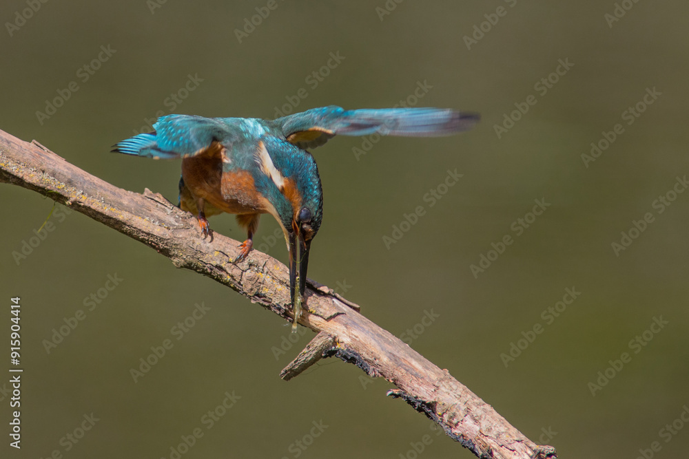Obraz premium Common European Kingfisher (Alcedo atthis) perched on a stick above the river and hunting for fish. This sparrow-sized bird has the typical short-tailed, large-headed kingfisher profile.