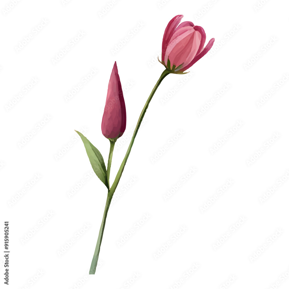 Obraz premium A single stem with two pink flowers, one in full bloom and the other still a bud.