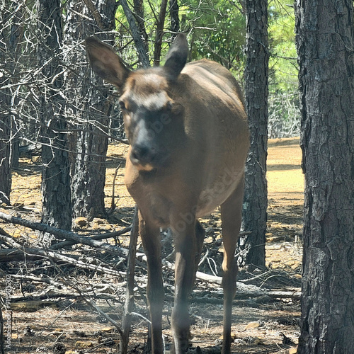 Deer in the Wild