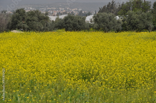 The beautiful Lapsana flower in the outdoors
 photo