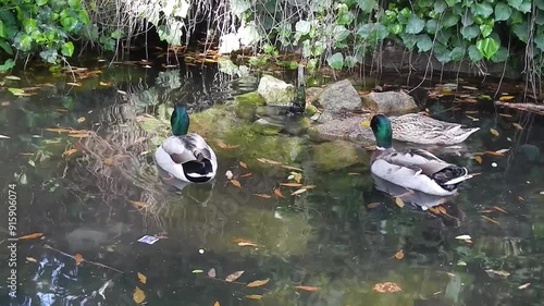 Males and female of Wild ducks, Mallard, Anas platyrhynchos swimming in water in pond with fountain and autumn leaves on sunnyn day. Topics: water birds, ornithology, natural environment, fauna, flora photo