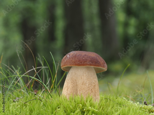 boletus reticulatus summer cep
