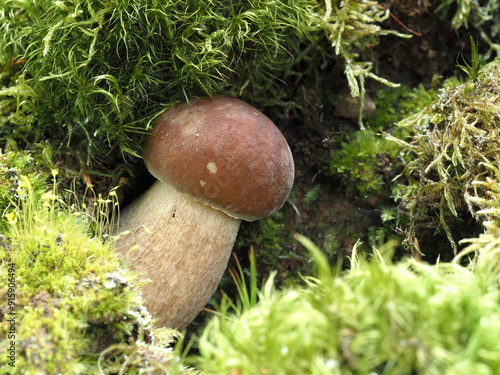 boletus reticulatus summer cep
