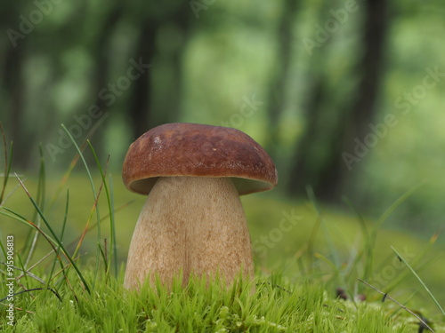 boletus reticulatus summer cep