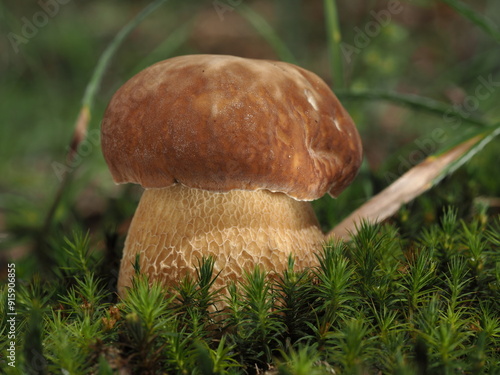 boletus reticulatus summer cep
