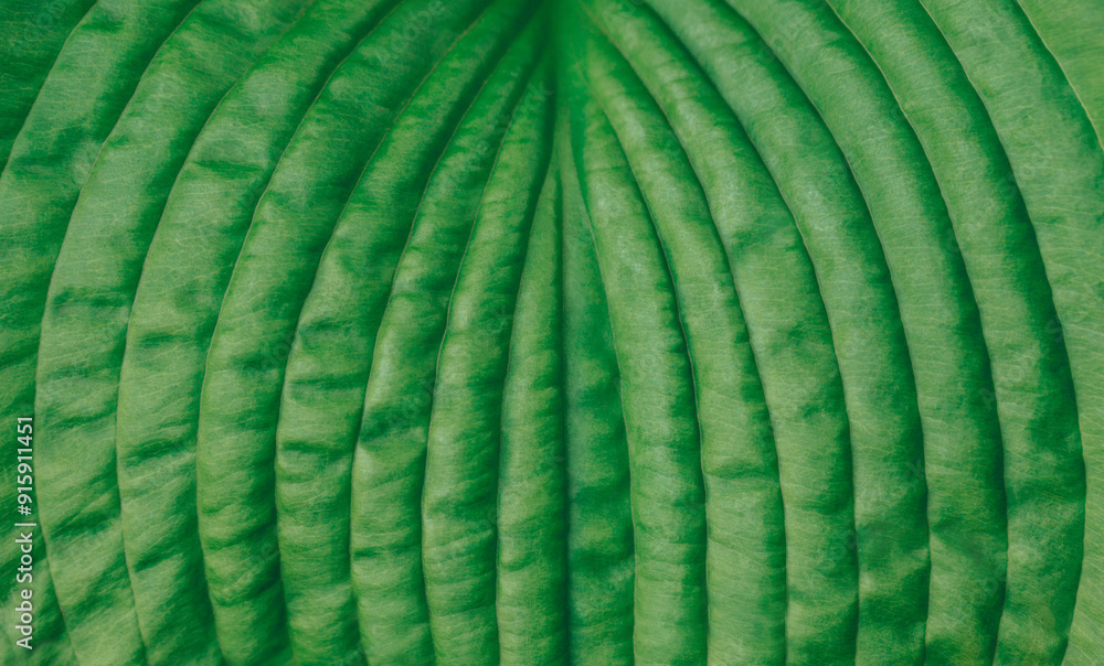 Fototapeta premium Green leaf hosta closeup, detailed texture. Natural vibrant green leaf background. Natural pattern.