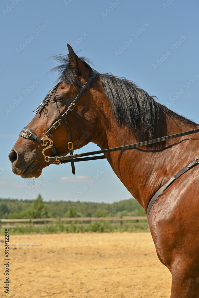 Fototapeta premium Portrait of a piebald horse on a blue sky background