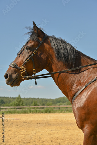 Portrait of a piebald horse on a blue sky background