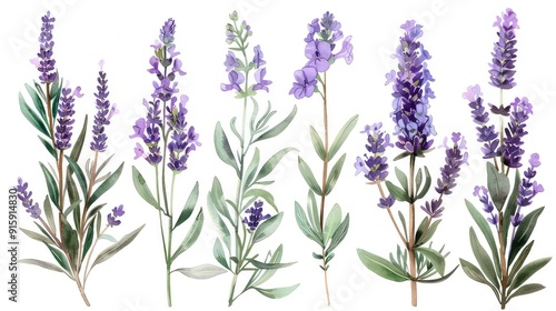 A watercolor illustration of a collection of 7 lavender sprigs isolated on a white background.