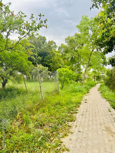 a landscape of a garden 
a road in a garden
