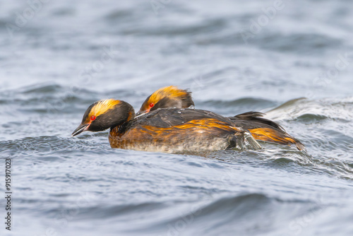 Pair of Horned grebes or Slavonian grebes - Podiceps auritus swimming in blue water. Photo from Mývatn lake in Iceland. A threatened species. photo