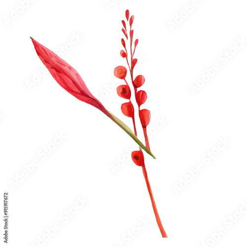 Delicate red flower stem with buds isolated on white.