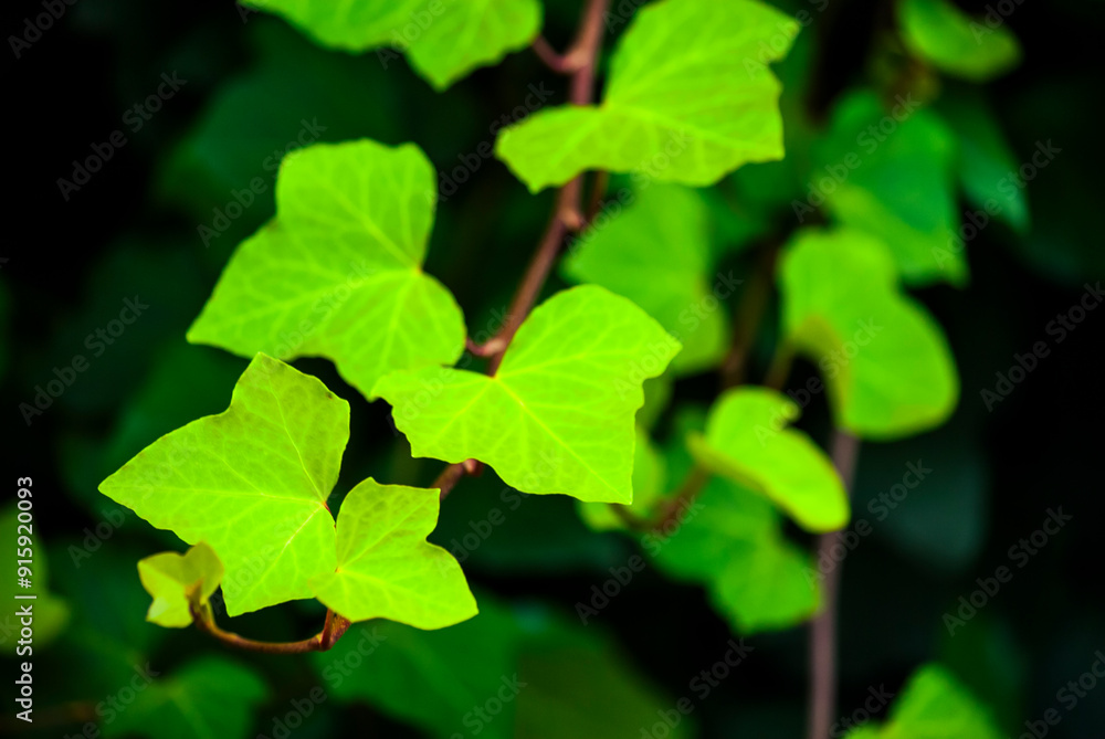 Details of natural green leaves in the outdoor garden, natural light, colorful green chlorophyll, organic space, gardening and details in the architectural area. Details of natural green leaves in the outdoor garden, natural light, colorful green chlorophyll, organic space, gardening and details in the architectural area.