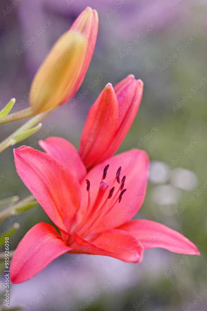 The flower of the pink lily. Oriental hybrid lily in close-up. The flower of the pink stargazer lily. A luxuriously blooming pink Asian lily. The flower of the pink lily. Oriental hybrid lily in close-up. The flower of the pink stargazer lily. A luxuriously blooming pink Asian lily.